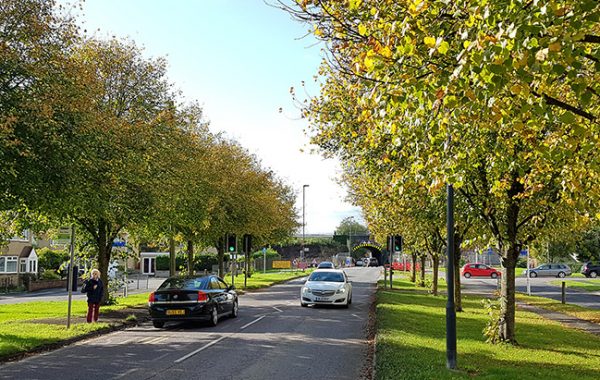 Photo of lines of trees alongside Gipsy Patch Lane.