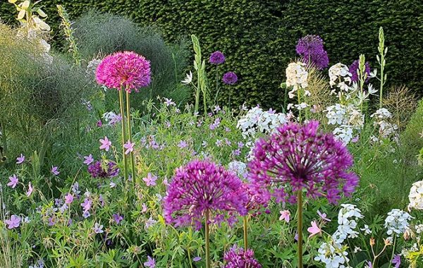 Photo of flowers in a garden.