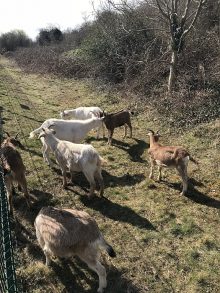 The seven goats grazing near Parkway station.