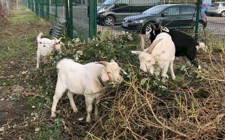 Photo of goats grazing near the Hunts Ground Road park & ride site behind Parkway Station.