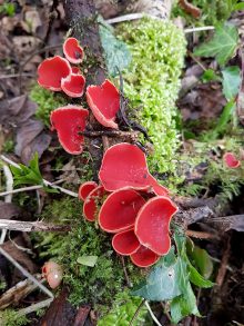 Photo of some red fungi growing in the wood.