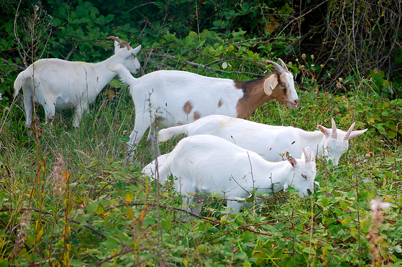 Photo of goats grazing on brambles at Parkway Park & Ride.
