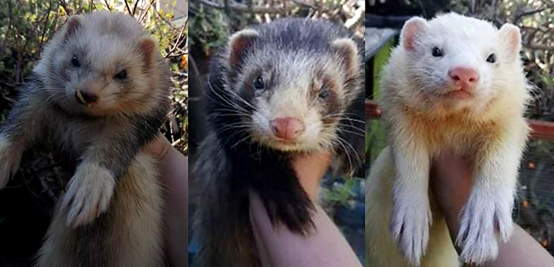 Photo of three ferrets.