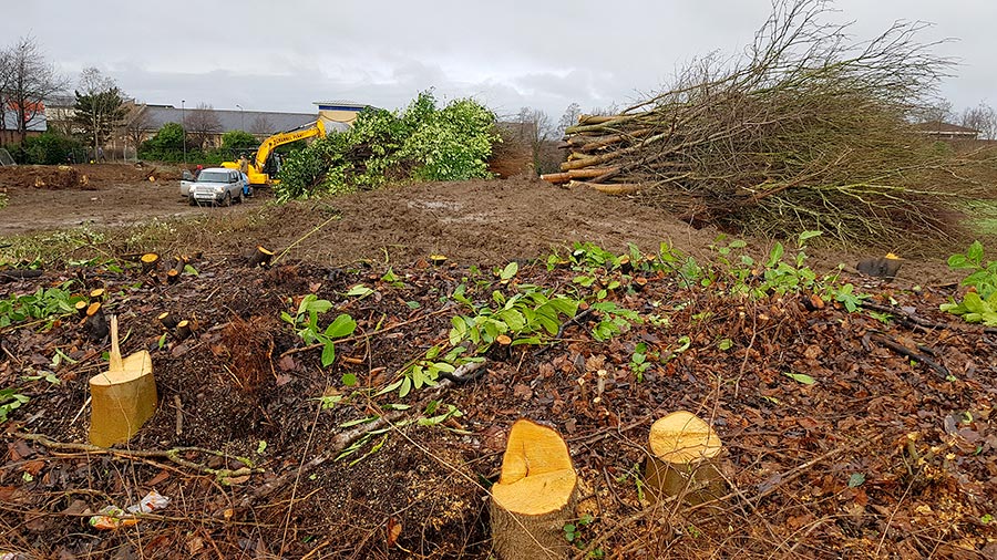 Photo of a tree felling operation.