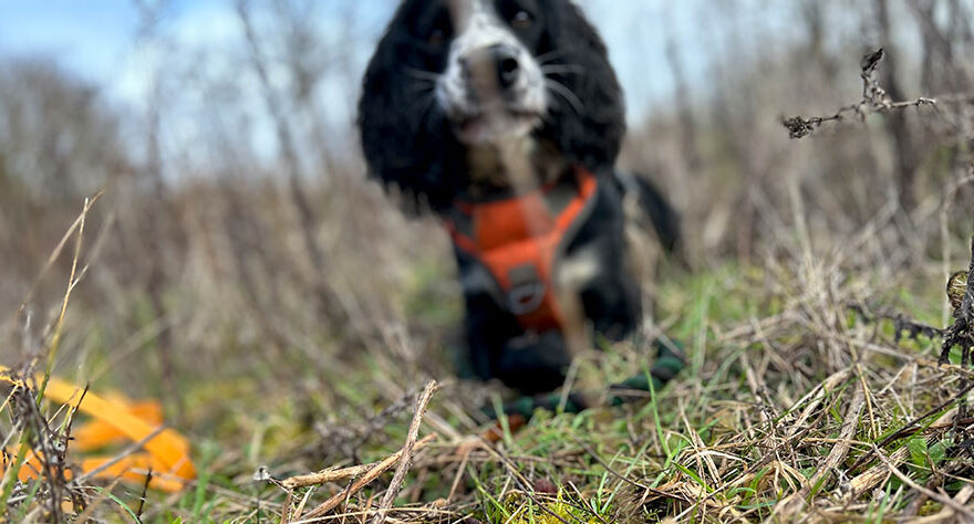 Photo of a dog (blurred) in long grass.