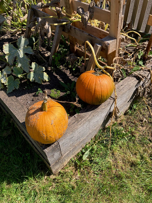 Photo of two pumpkins growing in a raised bed.